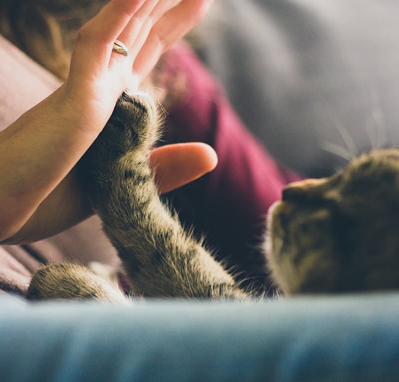 Kitten touching paws to owners hand